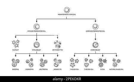 Diagramme d'hématopoïèse. Types de cellules sanguines humaines avec noms. Illustration de vecteur de microbiologie scientifique dans un style d'esquisse. les composants cellulaires du sang se forment Illustration de Vecteur