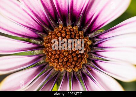 Macro photographie d'une fleur de pâquerette du Cap - Osteospermum ecklonis Banque D'Images