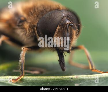 Eristalis pertinax mâle, gros plan. Tipperary, Irlande Banque D'Images