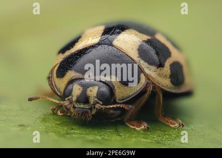 Hivernage 14 taches de Ladybird (Propylea quattuordecimpunctata) sur l'ivie. Tipperary, Irlande Banque D'Images