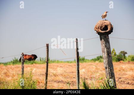 Un Hornero (Furnarius rufus) debout sur son nid sur une clôture en fil de fer, tandis qu'un cheval est vu en arrière-plan Banque D'Images