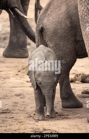 Troupeau d'éléphants avec un bébé éléphant entre ses jambes de mères. Joli cliché d'un veau dans le parc national de Tsavo, Kenya, Afrique de l'est Banque D'Images