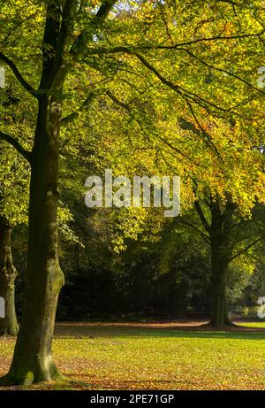 Automne dans le parc du château d'Ahaus Banque D'Images