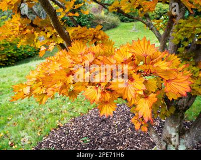 (Acer) Shirasawanum cv Aureum aux couleurs automnales Banque D'Images