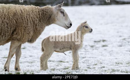 Ewes avec des agneaux dans des champs couverts de neige après une chute de neige tardive dans les Yorkshire Dales, Royaume-Uni. Banque D'Images