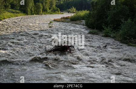 Le soleil brille sur l'eau sale d'inondation qui coule rapidement dans la rivière, prenant quelques petits arbres avec des racines Banque D'Images