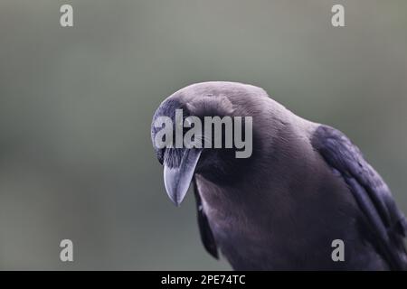 Gros plan d'un corbeau noir au milieu du chaos vibrant des villes animées de l'Inde Banque D'Images