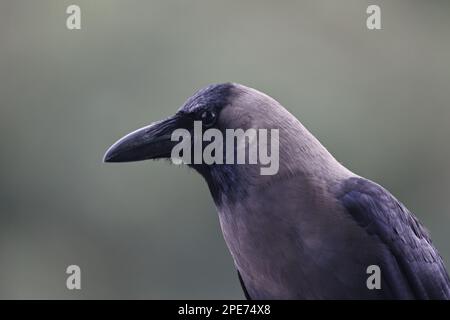 Gros plan d'un corbeau noir regardant au milieu du chaos vibrant des villes animées de l'Inde, sur une terrasse de maison pittoresque Banque D'Images