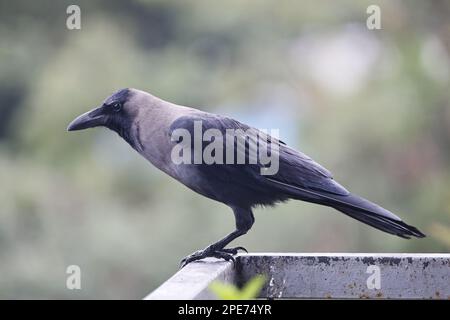 Au milieu du chaos vibrant des villes animées de l'Inde, sur une terrasse de maison pittoresque, un corbeau noir solitaire trouve son perchoir sur le rail de la galerie Banque D'Images