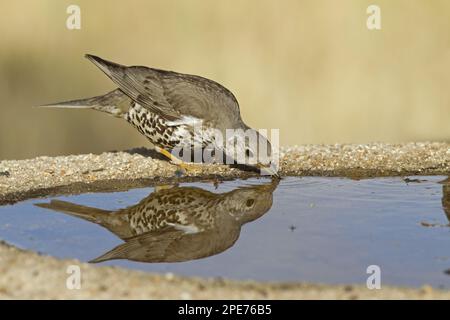 Mhistle Grush (Turdus visciphorus) adulte, boire au bord de la piscine, Castilla y Leon, Espagne Banque D'Images