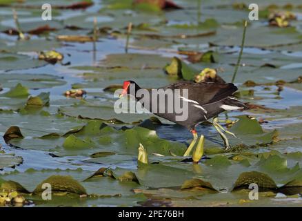 Galinule commun (Gallinula galeata cerceris), adulte, randonnée sur des pads de nénuphars, Hope Gardens, Kingston, Jamaïque Banque D'Images