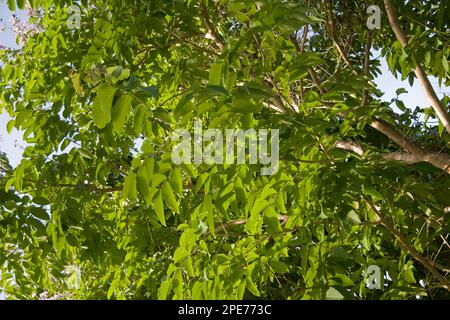 Feuilles géantes de colza (Lagerstroemia speciosa), île de Palawan, Philippines Banque D'Images