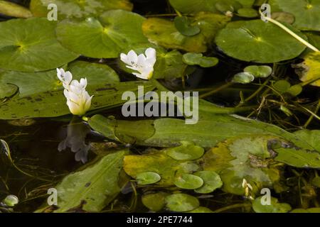 Cape-Pondweed (Aponogeton distachyos) oreille d'eau, fleur de Cape Pondweed, dans l'étang, Afrique du Sud Banque D'Images