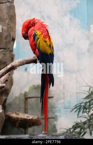 une scène captivante se déroule comme un maca écarlate frappant se dresse fièrement sur l'écorce rugueuse et texturée d'un arbre majestueux dans un zoo Banque D'Images