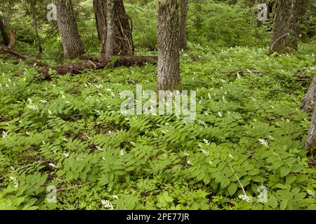 Fausse floraison du Smilacina racemosa (Smilacina racemosa), croissance dans un habitat boisé, Oregon (U.) S. A. Banque D'Images