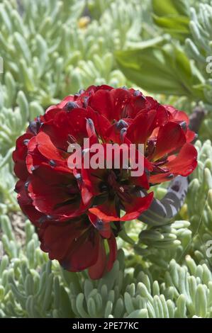 Griffe de Lion (Leontochir ovallei) gros plan de fleurs poussant dans la vallée, près de Totaral, désert d'Atacama, Chili Banque D'Images