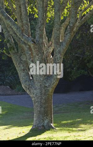 Tronc de châtaignier du cap (Calodendrum catense) rétroéclairé en fin d'après-midi lumière du soleil, jardin botanique national de Kirstenbosch, le Cap, Cap occidental Banque D'Images