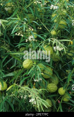 Montgolfière cooptère (Asclepias physocarpa) gros plan des fruits, des fleurs et des feuilles, dans l'utricularia ochroleuca (U.) (U.) S. A. Banque D'Images