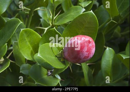 Prune natale (Carissa macrocarpa) gros plan des fruits, jardin botanique national de Kirstenbosch, le Cap, Cap occidental, Afrique du Sud Banque D'Images