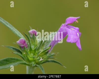 Galeopsis ladanum var. Angustifolia (Galeopsis angustifolia) gros plan de fleurs, croissant sur la route, au nord de l'Italie Banque D'Images