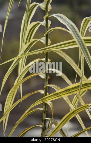 Roseau géante (Arundo donax) 'Variegata', gros plan de feuilles variégées, Dordogne, France Banque D'Images