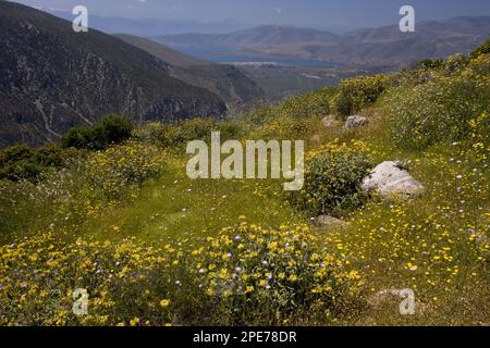 Sauge à fleurs de jérusalem (Phlomis fruticosa), in situ, Baie d'Itea, Delphes, Grèce Banque D'Images