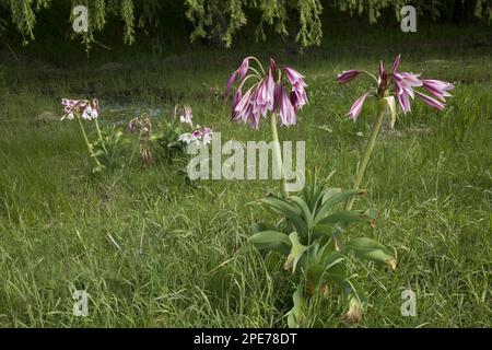 Floraison de la nénupharine (Crinum bulbispermum), croissance dans la prairie humide de la plaine inondable, Wakkerstroom, Mpumalanga, Afrique du Sud Banque D'Images