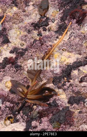 Varech ailé, varech de sangle comestible, algue brune, algues brunes, algues, Dabberlocks (Alaria esculenta) fronde, sur le littoral rocheux, Sennon, Cornouailles, Angleterre Banque D'Images