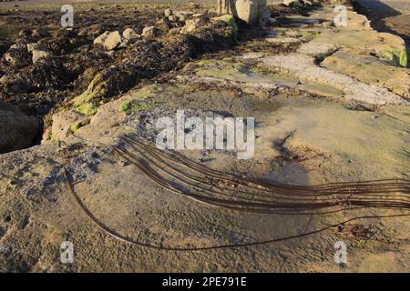 Frondes de dentelle de mer (Chorda filum), exposées sur des roches à marée basse, Bembridge, Île de Wight, Angleterre, Royaume-Uni Banque D'Images