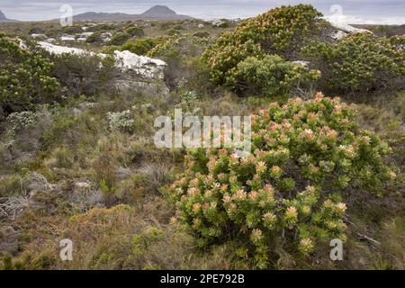 Floraison de la Pagode commune (Mimetes cucullatus), dans l'habitat des fynbos, mont Table N. P. province du Cap occidental, Afrique du Sud Banque D'Images