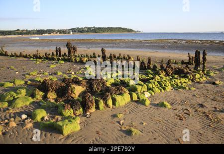 Restes de brise-lames recouverts d'algues, sur la plage avec marée entrante, Bembridge, île de Wight, Angleterre, Royaume-Uni Banque D'Images