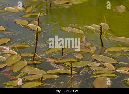 Fleurs de Pondweed à feuilles larges (Potamogeton natans), croissant dans un étang, réserve naturelle commune Powerstock, Dorset, Angleterre, Royaume-Uni Banque D'Images