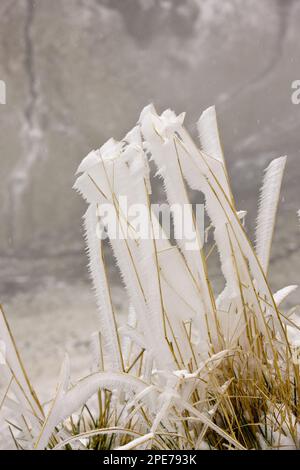 Herbes couvertes de glace du brouillard glacial, hautes dans les montagnes, Fagaras Mountains, Carpates du Sud, Roumanie Banque D'Images