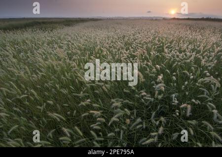 Vue des herbes qui poussent dans les marais de pâturage de la côte au lever du soleil, Elmley Marshes N. N. R. Isle of Shepey, Kent, Angleterre, Royaume-Uni Banque D'Images