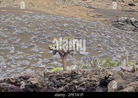 Cactus de poire pirickly sur l'île Bartolomé Galapagos avec des plantes de tapis gris qui poussent derrière elle Banque D'Images