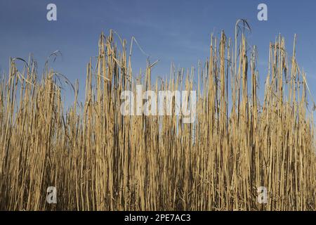 Hybride, roseau chinois géant, roseau chinois géant, herbe d'éléphant, herbes douces, Culture bio-carburant de l'herbe d'éléphant (Miscanthus x giganteus), Shropshire Banque D'Images