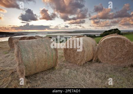 Grosses balles de foin rondes dans un pré côtier au coucher du soleil avec vue sur Indow et les rivières Taw et Torridge, North Devon, Angleterre, Royaume-Uni Banque D'Images