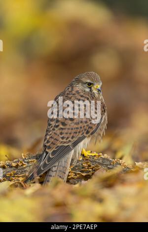 Kestrel commun (Falco tinnunculus) mâle immature, perché sur un tronc d'arbre infesté de champignons au milieu de la litière de feuilles, Suffolk, Angleterre, octobre (in Banque D'Images