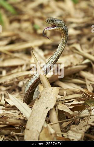 Cobra de roi (Ophiophagus hannah) adulte, élevé à la bouche ouverte et capot aplati dans une position menaçante, sur le sol d'une forêt de bambou Banque D'Images