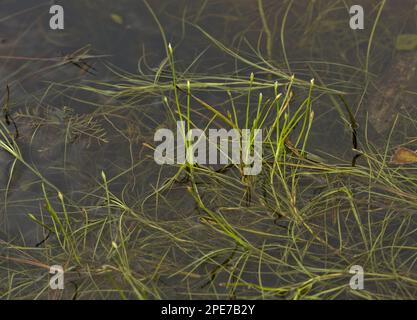 Floating Club-Rush (Eleogiton fluitans), culture dans le loch d'eau douce, Coll, Inner Hebrides, Écosse, Royaume-Uni Banque D'Images