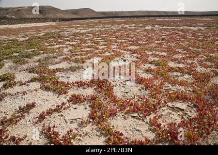 L'Iceplant de Slenderleaf (Mesembryanthemum nodiflorum) introduit des espèces, poussant dans des fissures de boue sur l'habitat saltpas, Salinas de Janubio, Lanzarote Banque D'Images