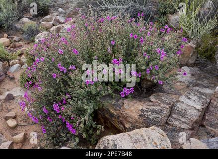 Floraison de pélargonium (Pelargonium magenteum) à fleurs magenta, montagnes Cederberg, province du Cap occidental, Afrique du Sud Banque D'Images