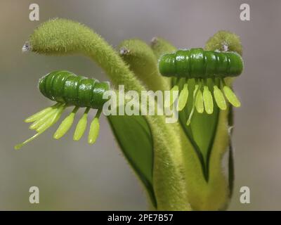 Fleurs de kangourou, pattes de kangourou, fleurs de kangourou, pattes de kangourou, plantes à bloodroot, Green Kangaroo Paw (Anigozanthos viridis) vue rapprochée de Perth Banque D'Images