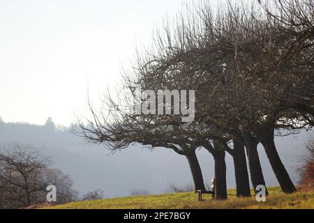 Vieux verger de pomme avec un banc sous l'un des arbres Banque D'Images