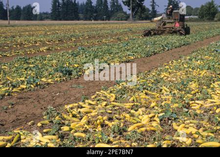 Concombre (Cucumis sativus), fruit de semence mûre, balayé en rangées pour la récolte par la machinerie, Oregon (U.) S. A Banque D'Images