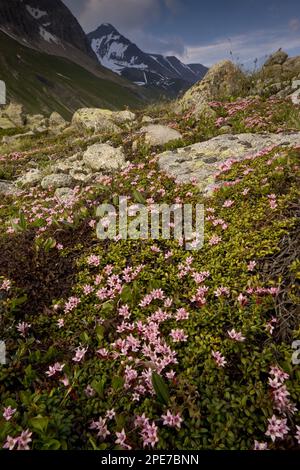 Fleurs de l'azalée (Loiseleuria procumbens), tapis de montagne, col de l'Albula, Alpes suisses, Suisse Banque D'Images