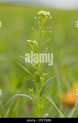 White ball Mustard (Calepina irregularis) floraison, croissant comme mauvaises herbes, Italie Banque D'Images