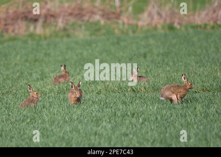 Une famille de cinq lièvres bruns sauvages (Lepus europaeus) jouant ensemble dans un champ agricole britannique de cultures vertes sous le soleil du matin. Banque D'Images