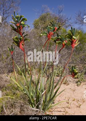 Paw kangourou rouge et vert (Anigozanthos manglesii) floraison, Kalbarri N. P. Australie occidentale, Australie Banque D'Images