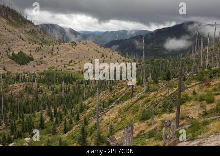 Vue sur l'habitat de la forêt de conifères brûlée, régénérant après l'éruption, Mount St. Helens N. P. Washington (U.) S. A. Banque D'Images